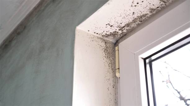 Best Residential Mold Remediation in Euless, TX