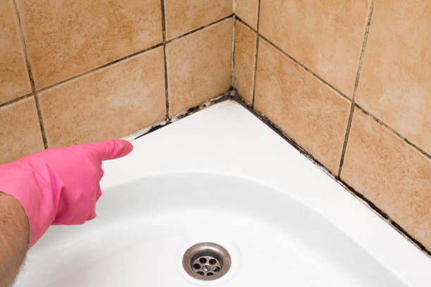 Best Basement Mold Remediation in Euless, TX